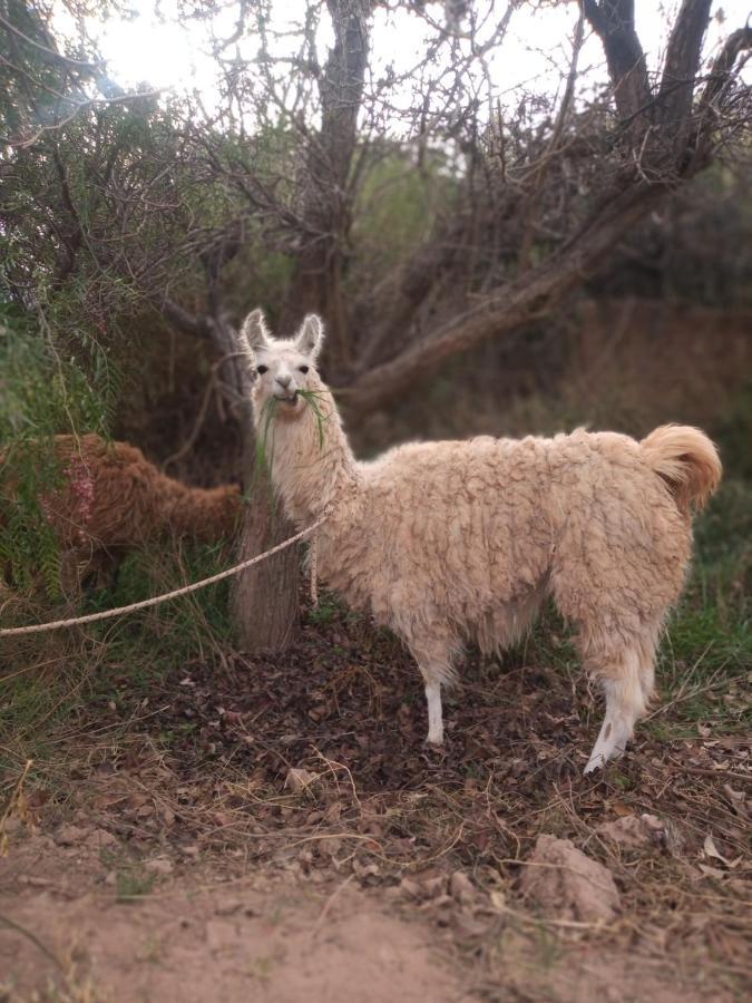 Dormir Con Llamas Maimara Bagian luar foto