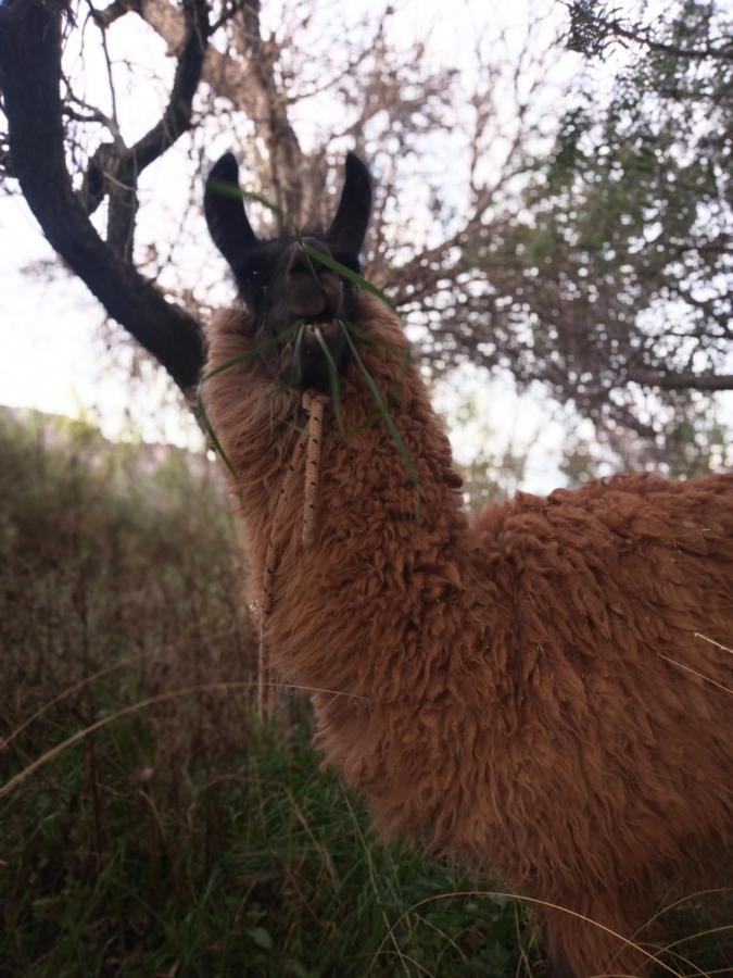 Dormir Con Llamas Maimara Bagian luar foto