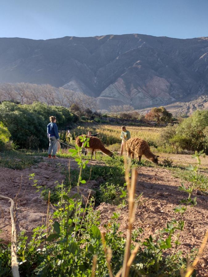 Dormir Con Llamas Maimara Bagian luar foto